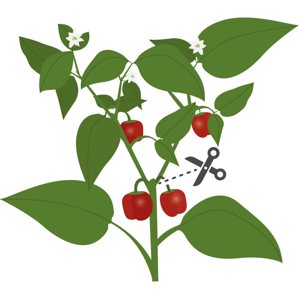 Tipps für einen erfolgreichen Anbau